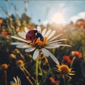 Red ladybug sitting on a white flower, smudged background sunset rays. Flowering flowers, a symbol of spring, new life