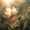 Red ladybug sitting on a white flower, smudged background sunset rays. Flowering flowers, a symbol of spring, new life