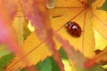 Red ladybug surrounded by fall foliage.