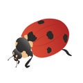 Red Ladybug top-side view. Ladybird on a walk. Royalty Free Stock Photo