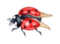 Red ladybug top view watercolor Royalty Free Stock Photo