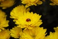 A bright ladybug sits on a yellow flower of a small chrysanthemum