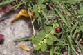 Red ladybug walking around in nature. Detailed close-up. Royalty Free Stock Photo