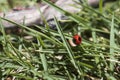 Red ladybug walking around in nature. Detailed close-up. Royalty Free Stock Photo