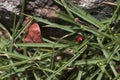 Red ladybug walking around in nature. Detailed close-up. Royalty Free Stock Photo