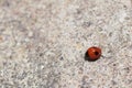 Red ladybug walking around in nature. Detailed close-up. Royalty Free Stock Photo