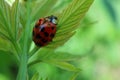 Red ladybug walking on a leaf Royalty Free Stock Photo