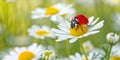 Red ladybug on white daisy flower against blurred green natural background Royalty Free Stock Photo