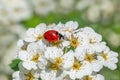 Red ladybug on white spiraea shrub blossoming