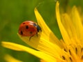 Red ladybug on yellow flower Royalty Free Stock Photo