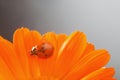 Red ladybug on on yellow flower, ladybird creeps on stem of plan Royalty Free Stock Photo