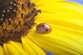 Red ladybug on on yellow flower, ladybird creeps on stem of plan Royalty Free Stock Photo