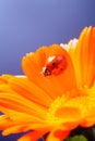 Red ladybug on on yellow flower, ladybird creeps on stem of plan Royalty Free Stock Photo