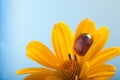 Red ladybug on on yellow flower, ladybird creeps on stem of plan Royalty Free Stock Photo