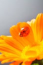 Red ladybug on on yellow flower, ladybird creeps on stem of plan Royalty Free Stock Photo