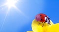 Red ladybug on on yellow flower, ladybird creeps on stem of plant in spring in garden in summer Royalty Free Stock Photo