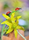 Red ladybug on yellow flowers Royalty Free Stock Photo