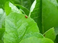 Red ladybugs couple making love on the vibrant green leaf Royalty Free Stock Photo