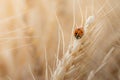 Red ladybugs in field on ear of corn Royalty Free Stock Photo