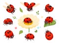 Red ladybugs. View nature bugs flying summer insects macro closing nowaday pictures collection isolated Royalty Free Stock Photo