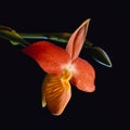Red ladyslipper orchid Royalty Free Stock Photo
