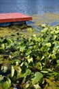 Red Lake Dock and Lilies Royalty Free Stock Photo