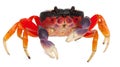 Red land crab, Gecarcinus quadratus Royalty Free Stock Photo