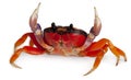 Red land crab, Gecarcinus quadratus Royalty Free Stock Photo