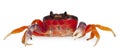 Red land crab, Gecarcinus quadratus