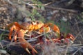 Red land crab migrating to the sea in Trinidad, Cuba