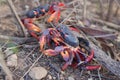 Red land crab migrating to the sea in Trinidad, Cuba