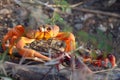 Red land crab migrating to the sea in Trinidad, Cuba