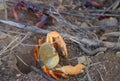 Red land crab migrating to the sea in Trinidad, Cuba