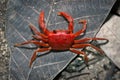 Red land crab. Thailand Royalty Free Stock Photo