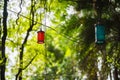 Red Lantern high in foliage, Hong Kong, DIsneyland