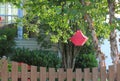 Red Lantern by White Birch Tree