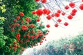 Red lanterns for chinese new year Royalty Free Stock Photo