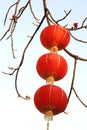 Red lanterns and kapok Royalty Free Stock Photo