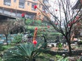 Red lanterns on tree on street in Tiantou village Royalty Free Stock Photo