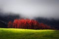 Red larches in autumn on foggy mountain Royalty Free Stock Photo