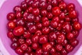 Red large cherries in a pink bowl. Royalty Free Stock Photo