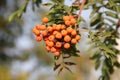 Red large clusters of mountain ash on a branch with green leaves Royalty Free Stock Photo