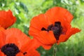 Red large garden poppy on a hot summer day Royalty Free Stock Photo