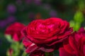 Red large rose in the center on a green blurred background Royalty Free Stock Photo