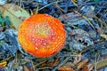 Red fly agaric grows among dry leaves and pine needles Royalty Free Stock Photo