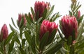 Red large tropical Protea sugarbush flower blossoms against green leaves