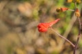 Red Larkspur Delphinium nudicaule wildflower, California