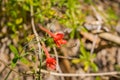 Red Larkspur Delphinium nudicaule wildflower, California