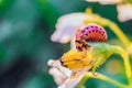 Red larva of colorado potato beetle eats potato flower. Garden insect pest close-up. Vegetable stub. Royalty Free Stock Photo