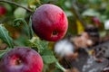 Red late apples on the branches and fallen in the grass. Juicy colorful fruit fruits in autumn among greenery